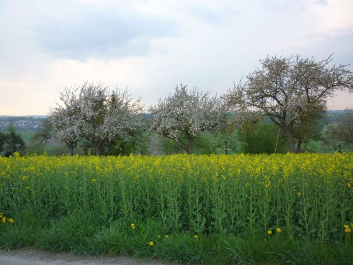 Blick ins Donautal Blick ins Donautal